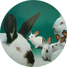 ��Ȧ- (�й���)��ȦΪ�Ķ���